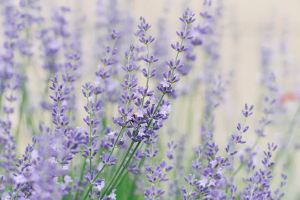 Flores Lavanda Lilás Elegantes Delicadas Verão Jardim Fundo Cinza Foco — Fotografia de Stock