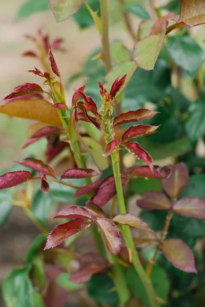 アブラムシの影響を受けた庭のバラの若い茎 — ストック写真