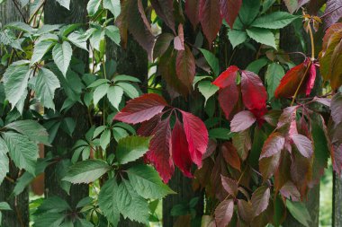 Yaban üzümlerinin yeşil ve kırmızı yaprakları. Çiçek arkaplan. Seçici odak