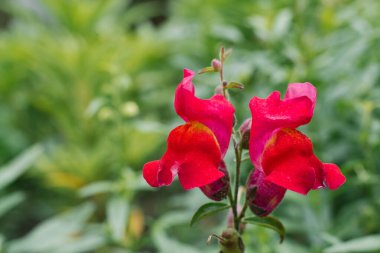 Güzel kırmızı-turuncu Aslanağzı çiçekleri yazın bahçede yetişir. Seçici odaklanma. Boşluk kopyalanıyor