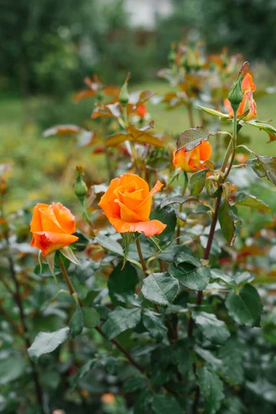 Kwiat Tło Pomarańczowe Kwiaty Nagietki Ogrodzie Lecie — Zdjęcie stockowe