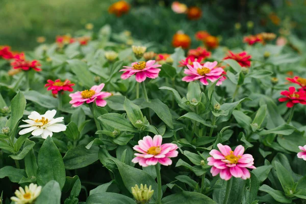 Flor Belo Fundo Branco Carmesim Rosa Zinnias Jardim Verão — Fotografia de Stock