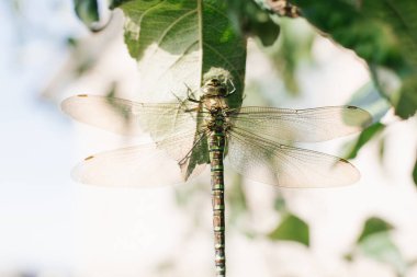 Yusufçuğun ayrıntılarını kapat. Yusufçuk görüntüsü bulanık arkaplanlı vahşi