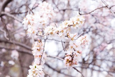 Baharın arka planı güneşli bir günde çiçek açıyor. Kiraz ağacı ve güneş patlamalarıyla güzel bir doğa sahnesi. Güzel bir bahçede bahar çiçekleri.