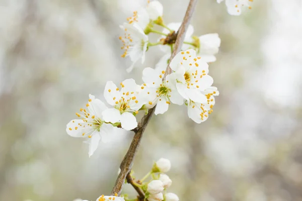 Fiori Ciliegio Bianco Primo Piano Nel Giardino Primaverile Concentrazione Selettiva — Foto Stock