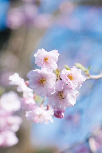 Spring cherry blossom. Background of cherry bokeh flowers, pastel and soft flower card, tinted selective focus. Spring Background.