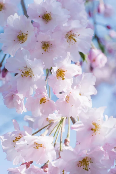 Cereja Japonesa Rosa Prunus Cerasus Serrulata Serrulata Floresce Fundo Desbotamento — Fotografia de Stock
