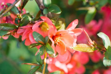 Baharın ilk günü, taze kırmızı çiçekli bir Bush. Çiçek arkaplanı. Japon aygırı kırmızıdır. Seçici odak