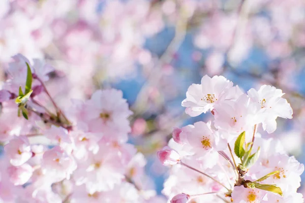 春樱花盛开 粉红花朵 樱花日本花季 有选择的重点 在大自然的背景下开花的树 春季背景 复制空间 — 图库照片