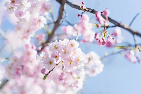 Belo Ramo Elegante Cerejeiras Decorativas Com Flores Contra Céu Azul — Fotografia de Stock