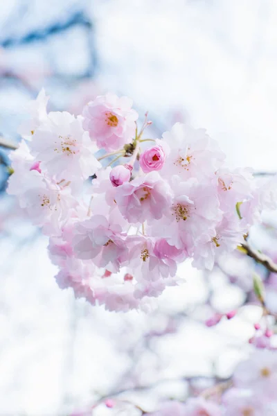 Ramo Flor Cerejeira Primavera Bela Primavera Floral Fundo Abstrato Natureza — Fotografia de Stock