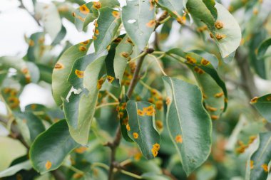 Armut yapraklarındaki pas. Armut hastalıkları işte. Yapraklarda sarı lekeler var. Seçici odak