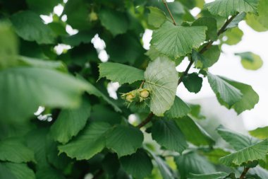 Fındık, ormanda ya da yazın bahçede bir ağaçta yetişir. Seçici odak
