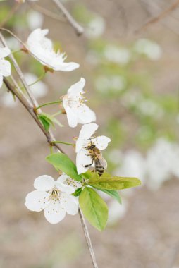 Beyaz bir kiraz veya erik çiçeği ve baharda bahçede bir arı.