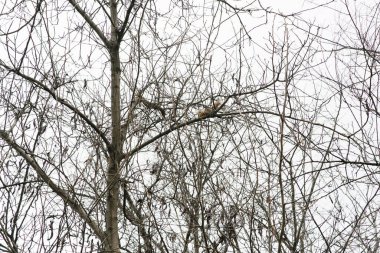 İki sincap baharda bir ağacın çıplak dallarına tırmanıyor.