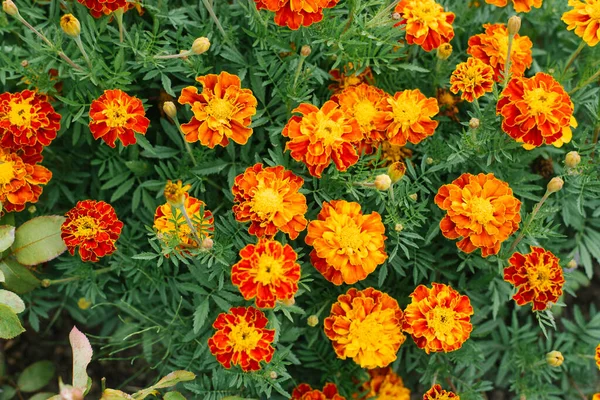 Fondo Flores Color Naranja Caléndulas Jardín Verano — Foto de Stock