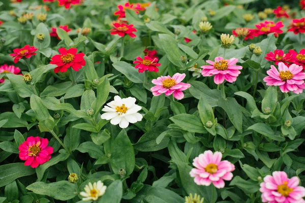 Flor Belo Fundo Zinnias Brancas Carmesim Rosa Jardim Verão Foco — Fotografia de Stock