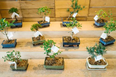 Seattle, Washington, ABD. Mart 2020. Dükkan vitrinindeki Bonsai ağaçları