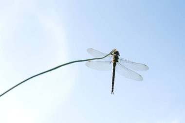 Mavi gökyüzü arka planında çimlerin üzerinde duran güzel yusufçuk.
