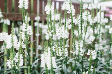 Physostegia virginiana 'nın birçok güzel beyaz çiçekleri yazın bahçede yetişir. Seçici odaklanma. Çiçek arkaplanı