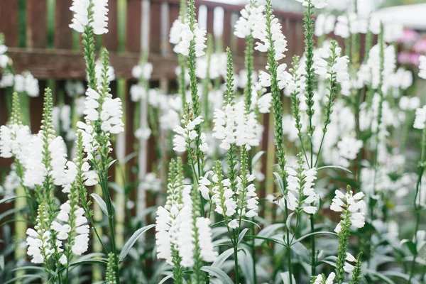 Летом Саду Растет Много Красивых Белых Цветов Physostegia Virginiana Выборочный — стоковое фото