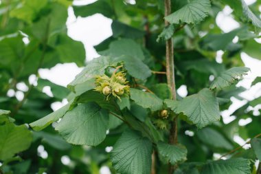 Fındık, ormanda ya da yazın bahçede bir ağaçta yetişir. Seçici odak