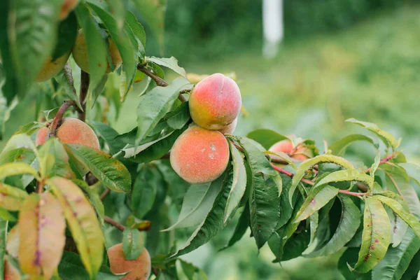 Peaches that are susceptible to disease grow on a tree in the garden
