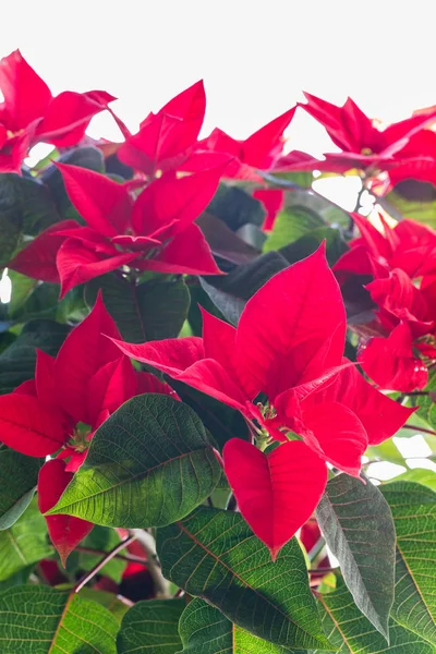 Close up of poinsettia blooms. — Stock Photo, Image
