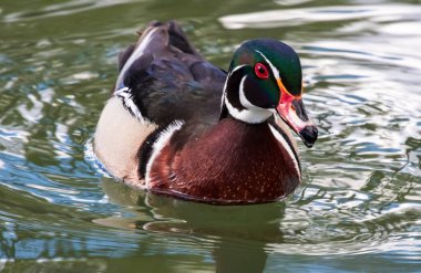 Göldeki erkek bir Wood Duck 'ın yakın plan profili..