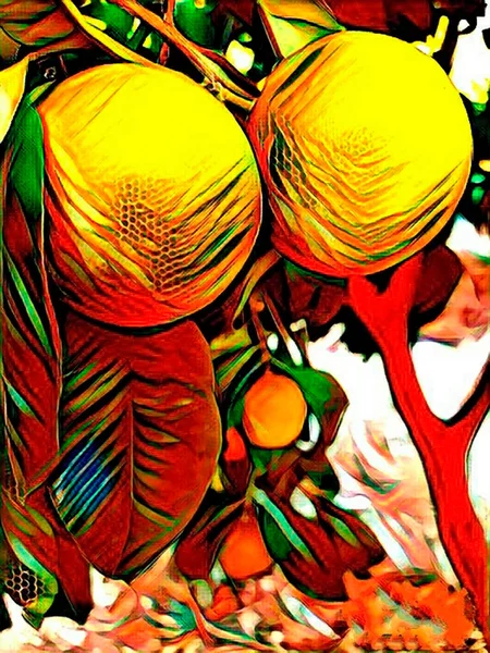 Два Апельсина Висят Апельсиновом Дереве Полном Цвете Прекрасным Теплым Светом — стоковое фото