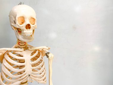 Bir okul sınıfında yapay insan iskeleti. Arka planda bir beyaz tahta var.