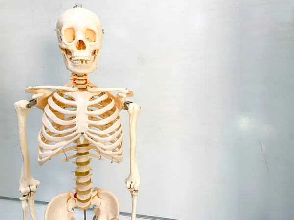 Artificial human skeleton in a school classroom. A whiteboard is in the background.