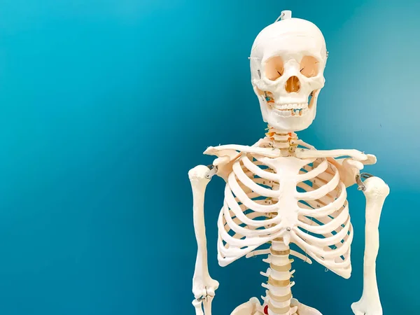 Konstgjorda mänskliga skelett i ett klassrum. En grön svarta tavlan är i bakgrunden. — Stockfoto