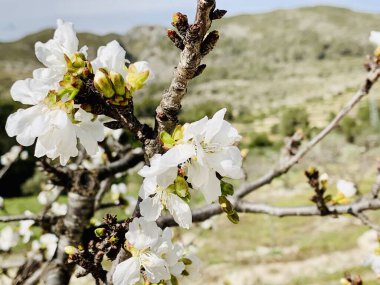 İspanya 'nın La Vall de Gallinera köyünde çiçek açan kiraz ağacının yakın çekimi.. 