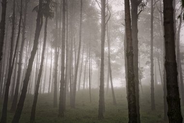 Nepal 'deki Anapurnas dağlarında sisli ve mistik atmosferi olan uzun ve ince ağaçlar ormanı.