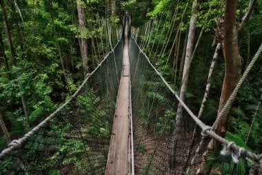 Malezya 'nın Taman Negara ormanında tepe örtüsü.