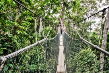 Malezya 'nın Taman Negara ormanında tepe örtüsü.