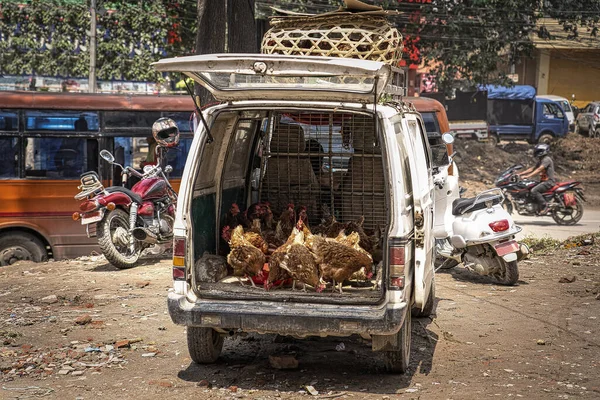 Van på en gatumarknad i Nepal, Asien med kycklingar till salu i baksidan av en vit skåpbil med grinden öppen. Gatumat — Stockfoto