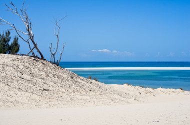 Kurumuş küçük ağaçlar ve mavi deniz zeminli tropikal kum ve mercanlarla dolu beyaz bir sahil. Horizont. Mozambik 'te. Vilankulos. Kötü adamlar.