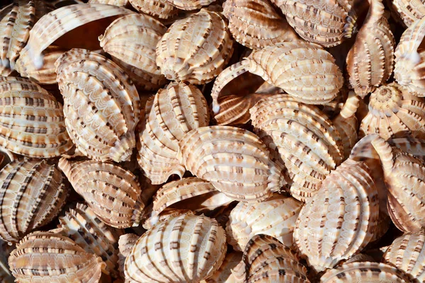 Bright seashell background. — Stock Photo, Image