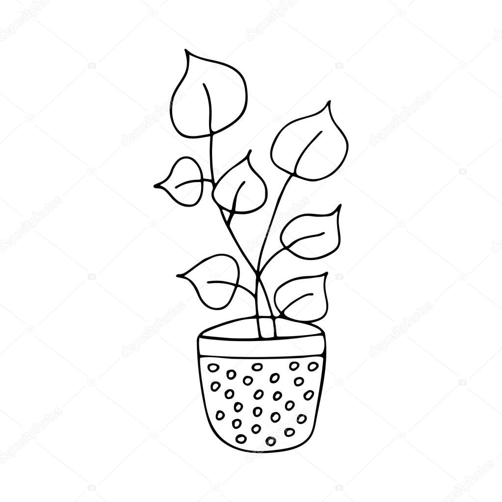 Potted plant, flower with large leaves doodle. Single black and white outline illustration vector