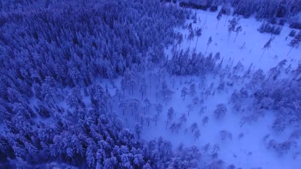 被白雪覆盖的森林的上升射击空中射击 — 图库视频影像