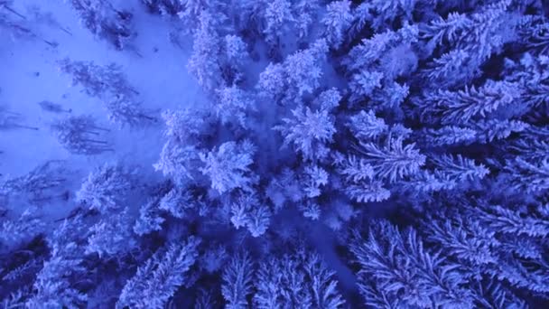 被白雪覆盖的森林的上升射击空中射击 — 图库视频影像