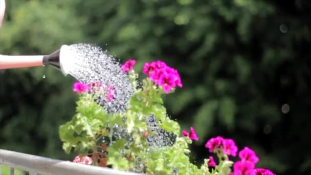 Woda Kwiat Konewką Wody Pov Top Pokaż Wideo — Wideo stockowe
