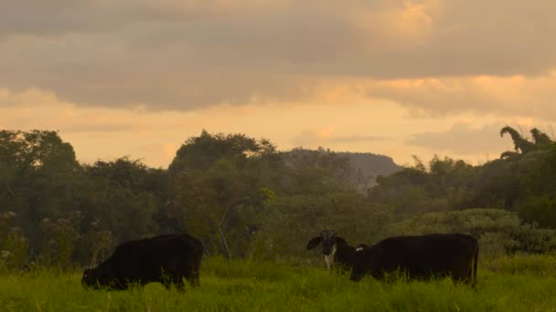 Manía Las Vacas Una Granja Lechera — Vídeos de Stock