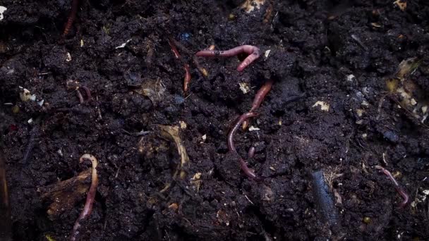 Extreme Close Up Shot Of earthworms Gripping Into The Soil. — Stock Footage Extreme Close Shot Earthworms Gripping Soil Royalty Free Stock Footage