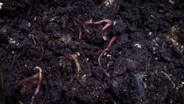 Extremo Primer Plano Tiro Lombrices Tierra Agarrando Suelo — Vídeos de Stock