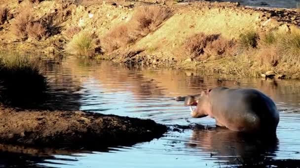 Ein Flusspferd Wasser Südafrika — Stockvideo