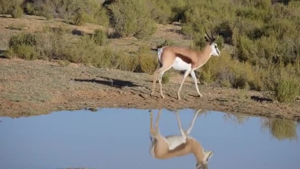 Herten Lopen Langs Zijkant Van Een Plas Zuid Afrika — Stockvideo