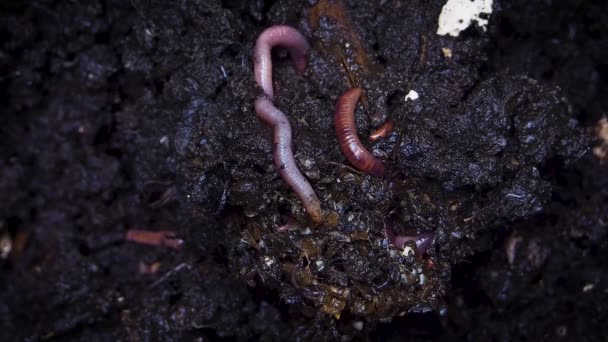 Extreme Close Shot Earthworms Gripping Soil — Stock Video